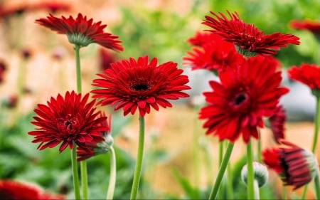 Flowers - nature, garden, flower, red