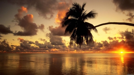 Beach Sunset - nature, beach, trees, clouds, sunset, palm