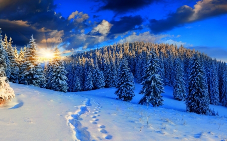 Winter Sunset - nature, trees, snow, winter, sunset