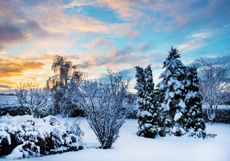 Winter Landscape - clouds, sunset, snow, firs, forest, sky