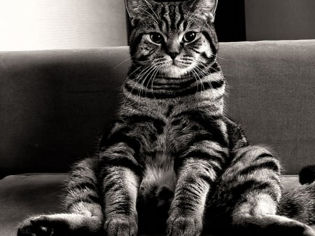 Funny Kitten - animal, sitting, cat, kitten