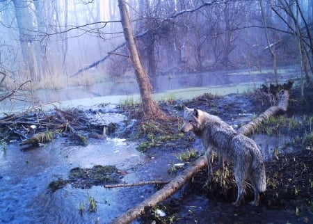 Abandoned Countryside - path, trees, water, predator, wolf