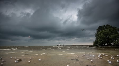 storm clouds over seabirds on a beach - clouds, birts, beach, sea, stormy