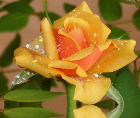 A Single Rose - nature, yellow, petals, flowers, rose