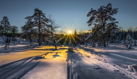 Winter Sunset - tree, winter, sun, snow