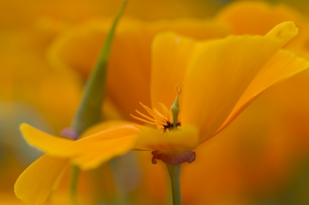 Flowers - garden, orange, flower, amazing