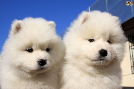 Puppies - blue, dog, sweet, samoyed, white, animal, cute, puppy, couple