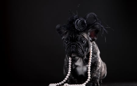 Puppy - pearls, french bulldog, beads, dog, flower, black, animal, rose, puppy