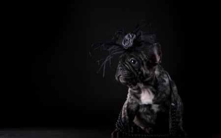 Puppy - puppy, hat, funny, rose, black, dog, animal, cute, flower