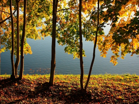 Gorgeous Autumn - mountain, beautiful, river, treee