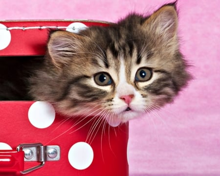 Kitten - pink, cat, animal, kitten, funny, red, cute, situation, suitcase