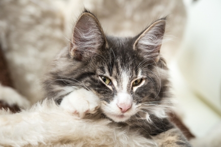 Kitten - white, grey, norwegian forest cat, animal, cute, kitten