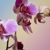 Orchids