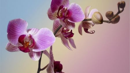 Orchids - nature, orchids, beauty, flowers