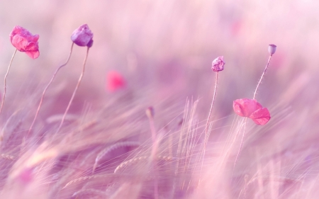 Pink flowers - nature, flowers, grass, pink