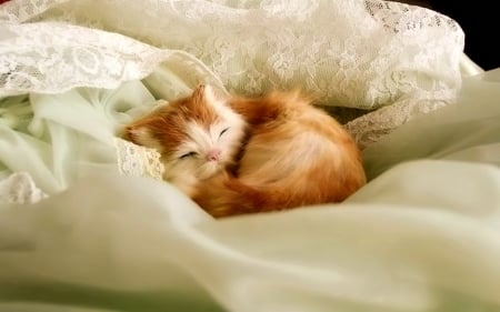 Sleeping Kitten - animal, cute, cat, kitten