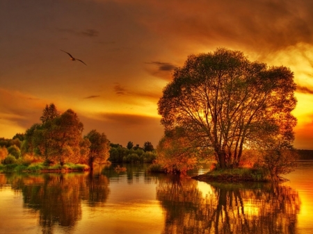 Lake Reflection - nature, lake, trees, reflection, birds