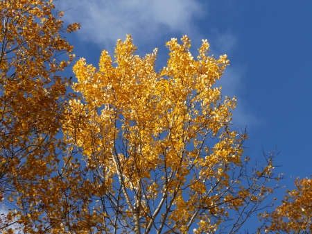 Swedish Autumn - sky, autumn, trees, blue, colors