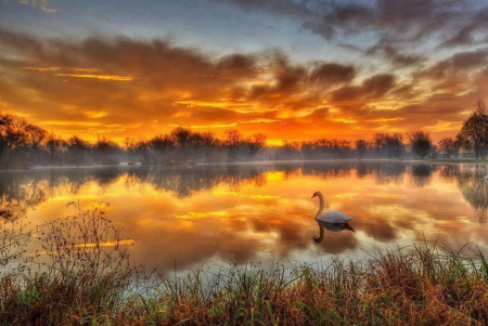 Swan At Lake Reflection - lake, forest, swan, animal, bird, reflection, trees, sunset