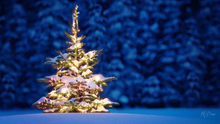 Tree in the Wilderness - christmas tree, forest, woods, snow, blue, winter, lights