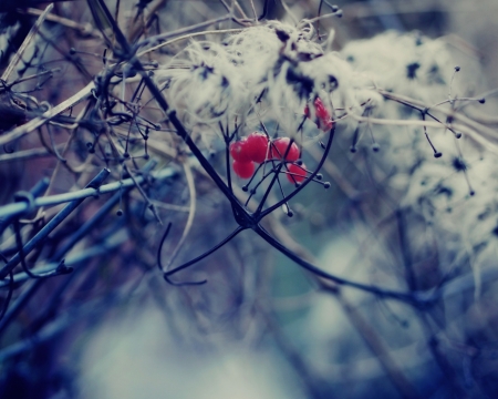 Red berry branches