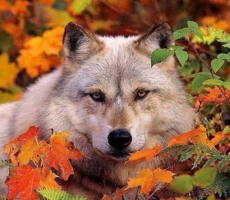 Autumn Wolves - animal, autumn, closeup, wolves, leaves