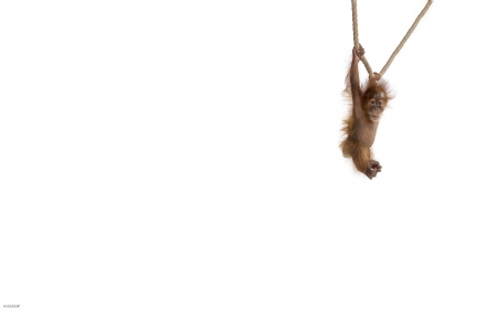 Monkey - minimalism, 2016, white, animal, rope, chinese zodiac, monkey