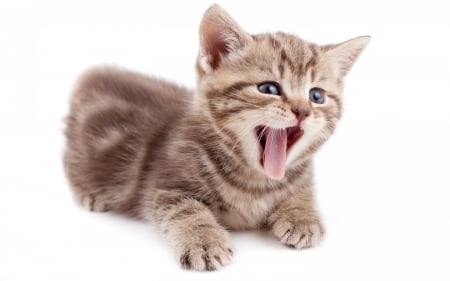 Kitten - tongue, cat, kitten, white, brown, pink, animal, sweet, cute