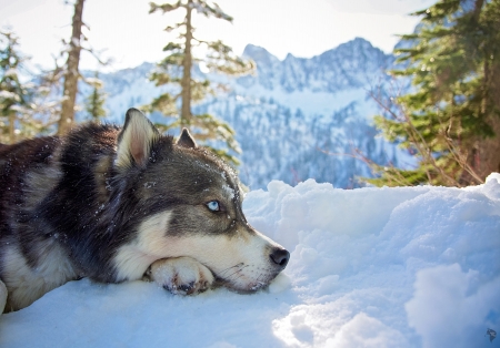 Dreams - forest, winter, husky, landscape, dreams, sunrise, snow, dog