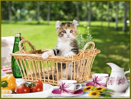 A picnic with cat - picnic, drinks, nature, cat