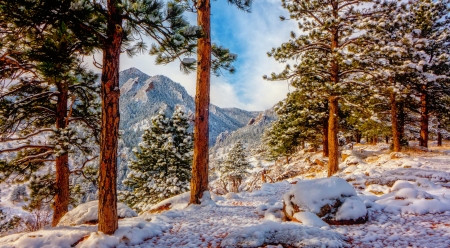 Winter landscape - slope, hills, trees, mountain, forest, snow, beautiful, winter