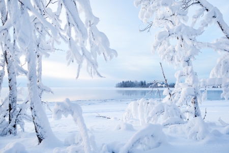 Winter Lake - lake, trees, branch, winter