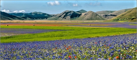 Umbria, Italy - flowers, purple, amazing, fields