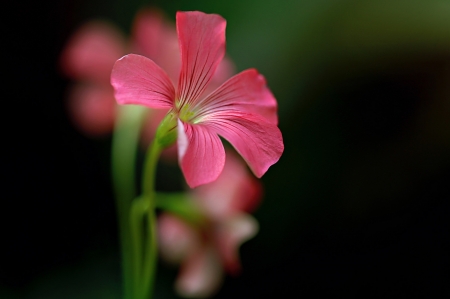 Beautiful Flower - flowwer, one, lovely, beautiful