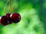 cherries