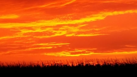 orange sky - nice, orange, corn field, sky