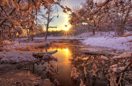 Winter Stream - trees, snow, water, winter, stream, frozen