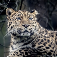 Relaxing leopard