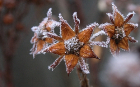 Hoarfrost flowers - frosty, autumn, photography, winter, wallpaper, hd, nature, abstract, fall, macro, close-up, frost, frozen, flower