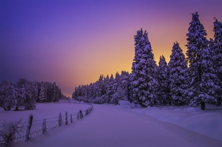 Winter - trees, winter, snow, forest, Basque Country, sunset, Vizcaya, spruce, Spain, Biscay