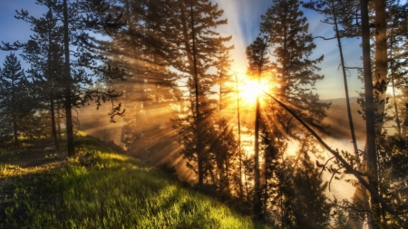 Sun Rays Through Trees - trees, nature, sun, rays