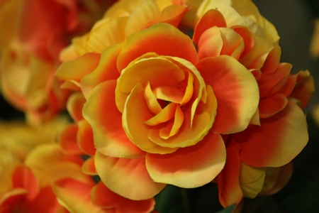 Rose - orange, black, yellow, rose