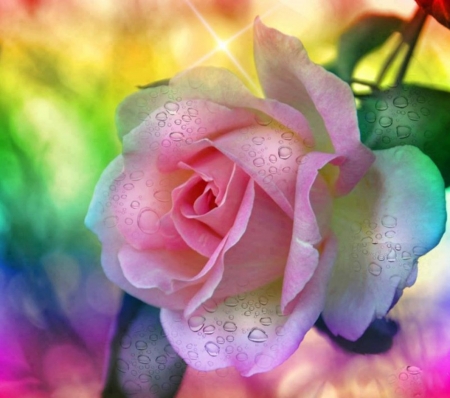 Softness Beauty - flowers, roses, nature, two tune, petals, pink