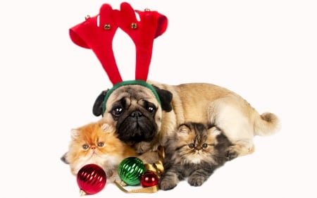 Merry Christmas! - dog, cat, horns, christmas, rendeer, white, animal, craciun, kitten, red, cute