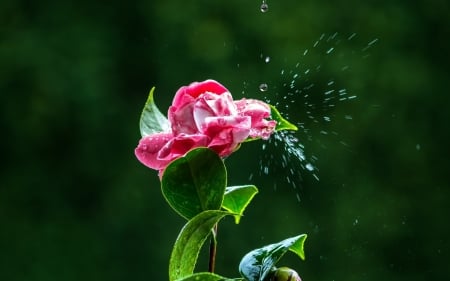 Camellia - water, green, flower, pink, camellia