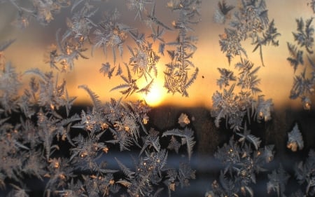 Winter Sunset - glass, forest, winter, sunset, nature