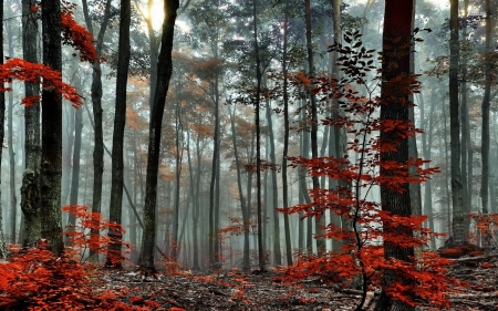 foggy autumn forest - tree, forest, fog, autumn