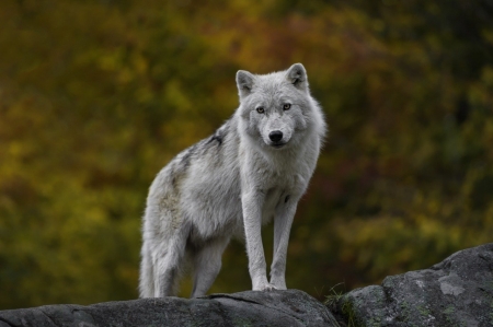 Gray Wolves - animal, wolves, forest, gray