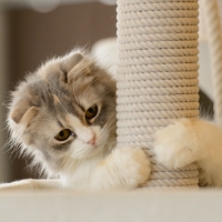 Cute Kitten