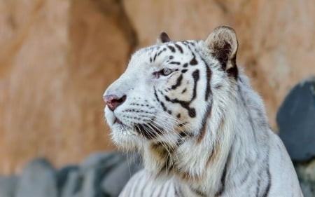 White tiger looking in the distance - big cats, tiger, White, wild